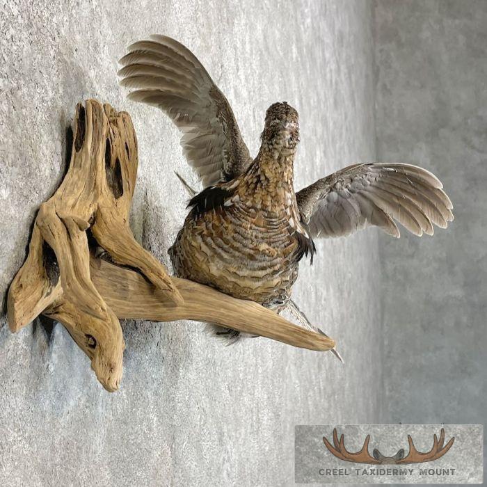 Ruffed Grouse Taxidermy Bird Mount For Sale - Image 5