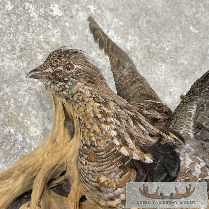 Ruffed Grouse Taxidermy Bird Mount For Sale - Image 6