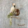 Salmon-Crested Cockatoo Taxidermy Bird Mount for Sale - Image 2