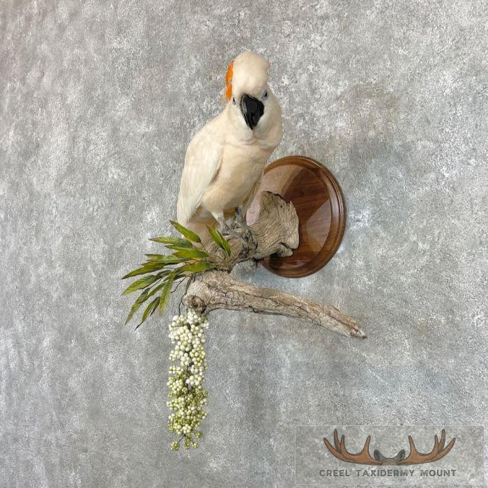 Salmon-Crested Cockatoo Taxidermy Bird Mount for Sale - Image 2