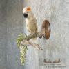Salmon-Crested Cockatoo Taxidermy Bird Mount for Sale - Image 3