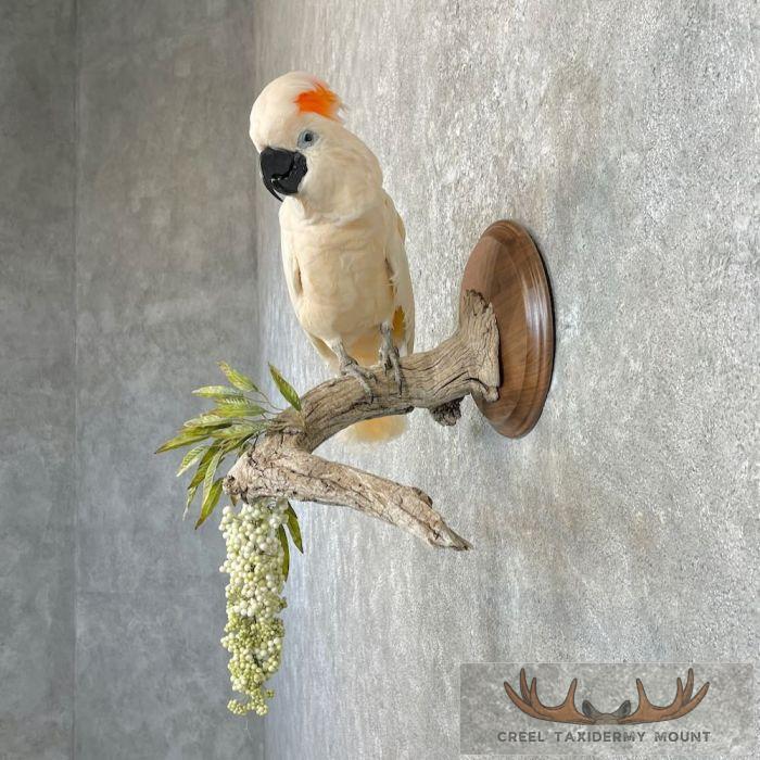 Salmon-Crested Cockatoo Taxidermy Bird Mount for Sale - Image 3