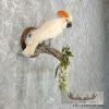 Salmon-Crested Cockatoo Taxidermy Bird Mount for Sale - Image 4