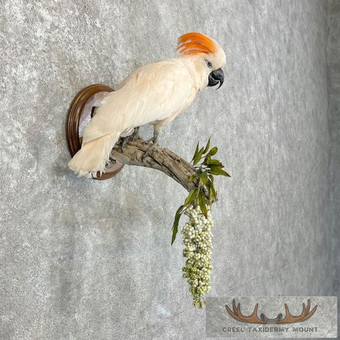 Salmon-Crested Cockatoo Taxidermy Bird Mount for Sale - Image 4