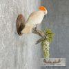 Salmon-Crested Cockatoo Taxidermy Bird Mount for Sale - Image 5