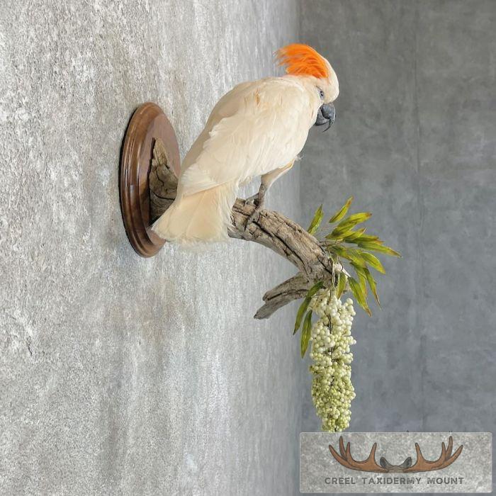 Salmon-Crested Cockatoo Taxidermy Bird Mount for Sale - Image 5