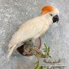 Salmon-Crested Cockatoo Taxidermy Bird Mount for Sale - Image 7