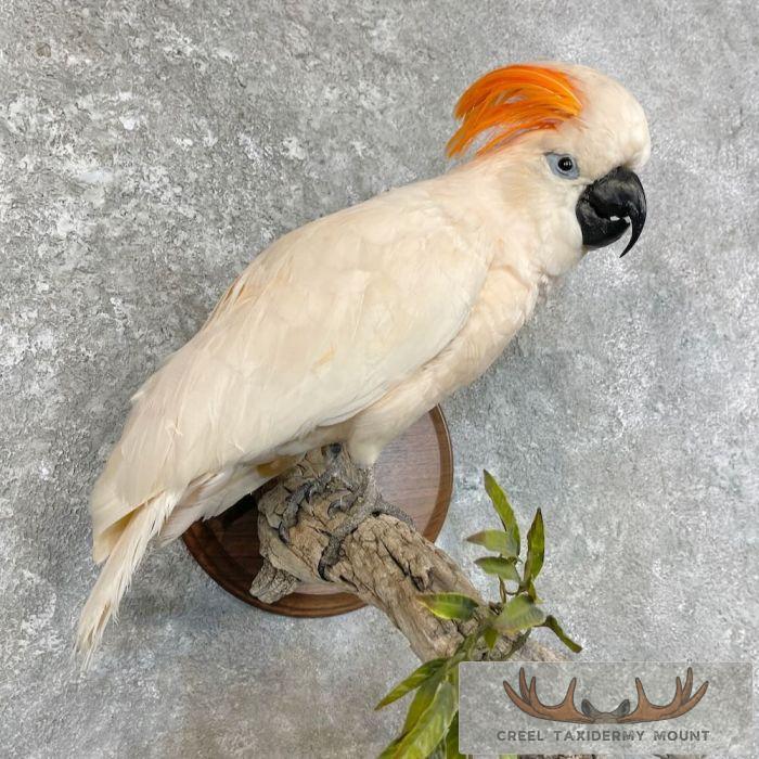 Salmon-Crested Cockatoo Taxidermy Bird Mount for Sale - Image 7