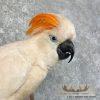Salmon-Crested Cockatoo Taxidermy Bird Mount for Sale - Image 6