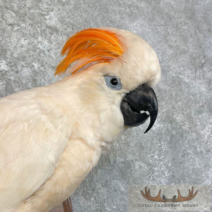 Salmon-Crested Cockatoo Taxidermy Bird Mount for Sale - Image 6