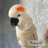 Salmon-Crested Cockatoo Taxidermy Bird Mount for Sale - Image 8