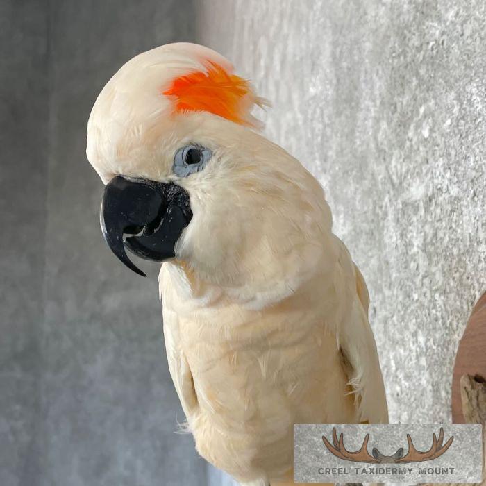 Salmon-Crested Cockatoo Taxidermy Bird Mount for Sale - Image 8
