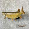 41" Northern Pike Taxidermy Fish Mount For Sale - Image 2