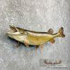 41" Northern Pike Taxidermy Fish Mount For Sale - Image 3