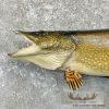 41" Northern Pike Taxidermy Fish Mount For Sale - Image 4