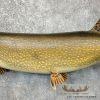 41" Northern Pike Taxidermy Fish Mount For Sale - Image 5