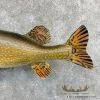41" Northern Pike Taxidermy Fish Mount For Sale - Image 6