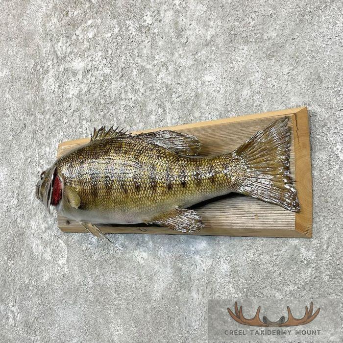 Smallmouth Bass Taxidermy Fish Mount For Sale - Image 2