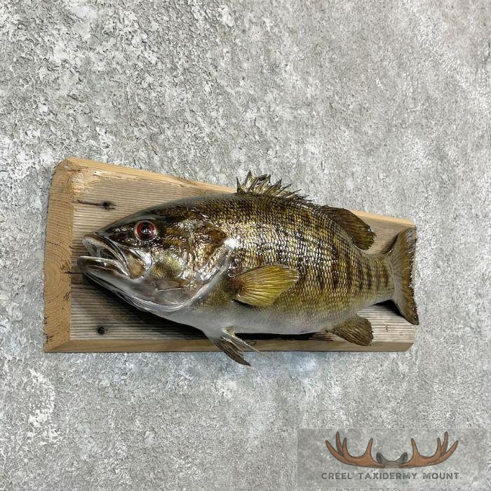 Smallmouth Bass Taxidermy Fish Mount For Sale - Image 3