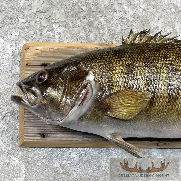 Smallmouth Bass Taxidermy Fish Mount For Sale - Image 4