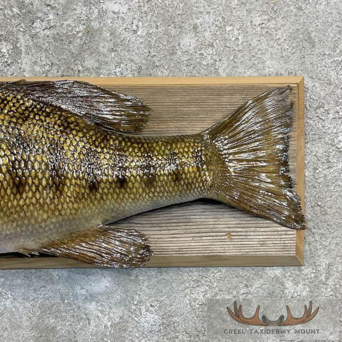 Smallmouth Bass Taxidermy Fish Mount For Sale - Image 6