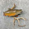 21.5" Brook Trout Taxidermy Fish Mount For Sale - Image 2