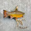 21.5" Brook Trout Taxidermy Fish Mount For Sale - Image 3
