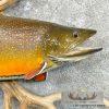21.5" Brook Trout Taxidermy Fish Mount For Sale - Image 4