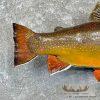 21.5" Brook Trout Taxidermy Fish Mount For Sale - Image 6
