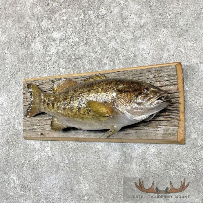 Smallmouth Bass Taxidermy Fish Mount For Sale - Image 2