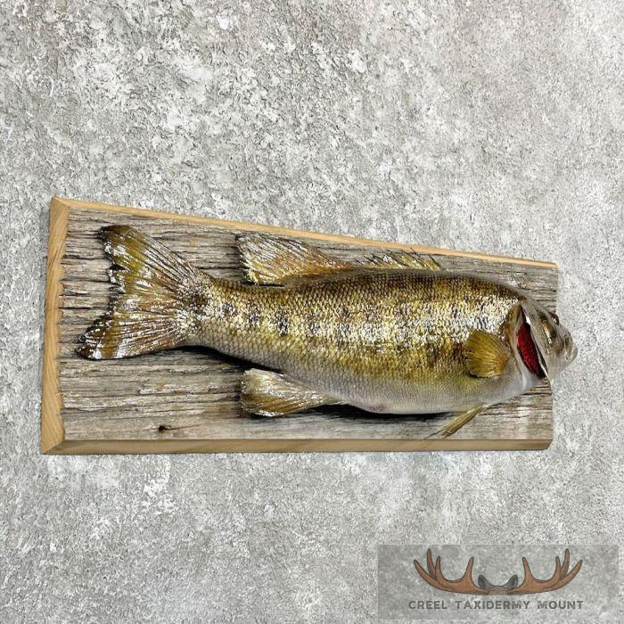 Smallmouth Bass Taxidermy Fish Mount For Sale - Image 3