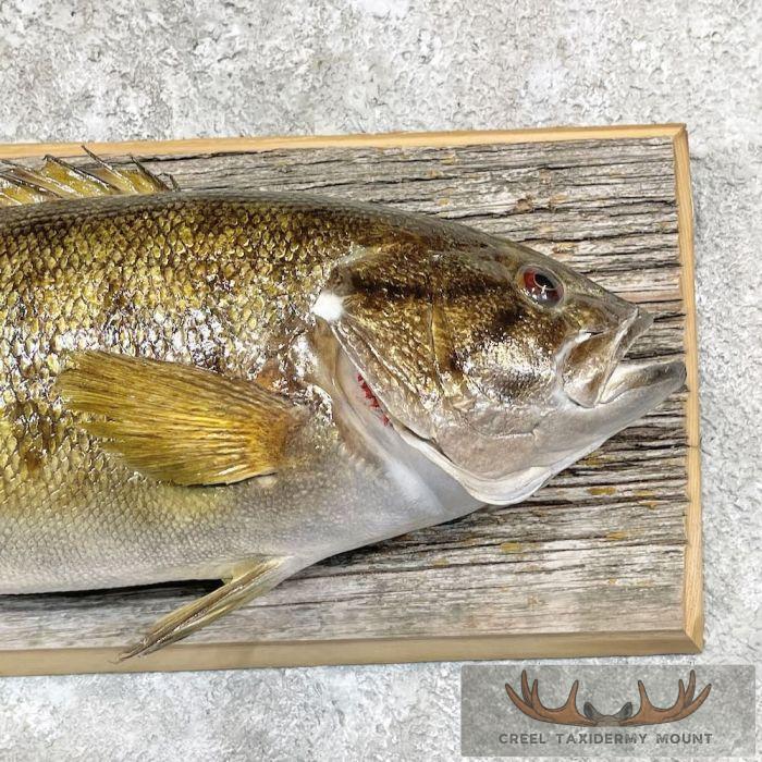Smallmouth Bass Taxidermy Fish Mount For Sale - Image 4