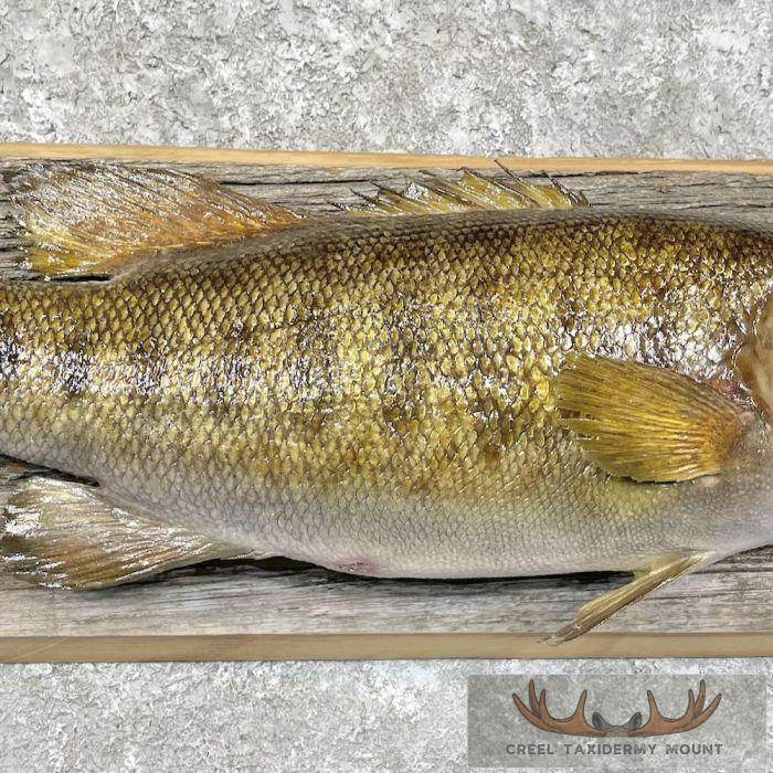 Smallmouth Bass Taxidermy Fish Mount For Sale - Image 5