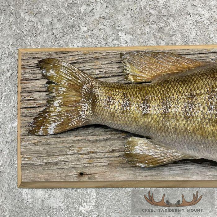 Smallmouth Bass Taxidermy Fish Mount For Sale - Image 6