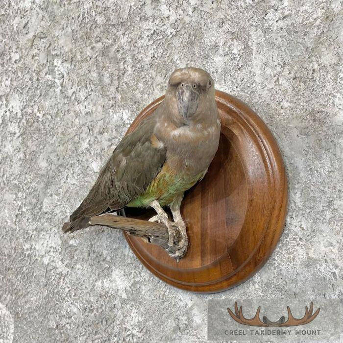 Parakeet Taxidermy Bird Mount For Sale - Image 2