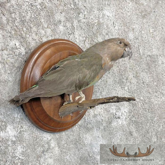 Parakeet Taxidermy Bird Mount For Sale - Image 4