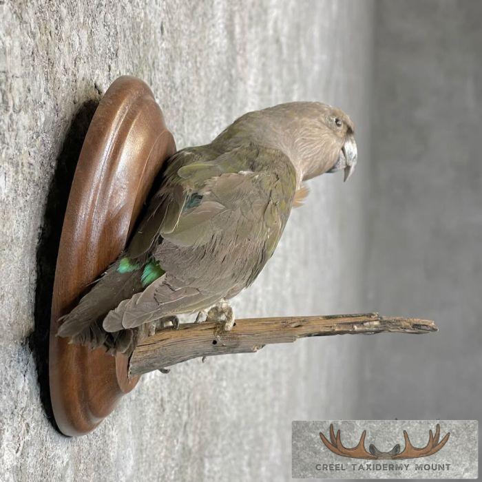 Parakeet Taxidermy Bird Mount For Sale - Image 5