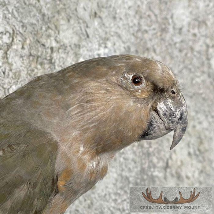 Parakeet Taxidermy Bird Mount For Sale - Image 6