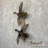 Wood Duck Scene Taxidermy Mount For Sale - Image 2