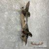 Wood Duck Scene Taxidermy Mount For Sale - Image 4
