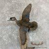 Wood Duck Scene Taxidermy Mount For Sale - Image 6