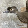 Wood Duck Scene Taxidermy Mount For Sale - Image 7