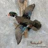 Wood Duck Scene Taxidermy Mount For Sale - Image 8