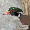 Wood Duck Scene Taxidermy Mount For Sale - Image 9
