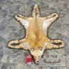 Red Fox Full Rug Taxidermy Mount For Sale - Image 2