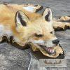 Red Fox Full Rug Taxidermy Mount For Sale - Image 5