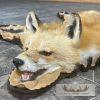 Red Fox Full Rug Taxidermy Mount For Sale - Image 3