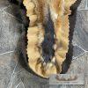 Red Fox Full Rug Taxidermy Mount For Sale - Image 6