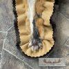 Red Fox Full Rug Taxidermy Mount For Sale - Image 8