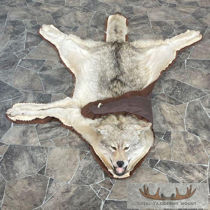 Coyote Full Rug Taxidermy Mount For Sale - Image 10